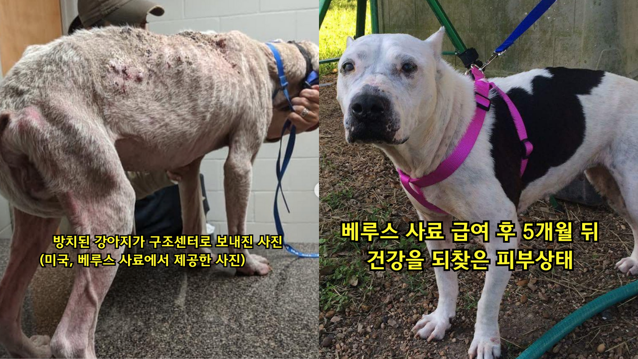 방치된 강아지 구조 후 베루스 사료 급여 5개월뒤 사진